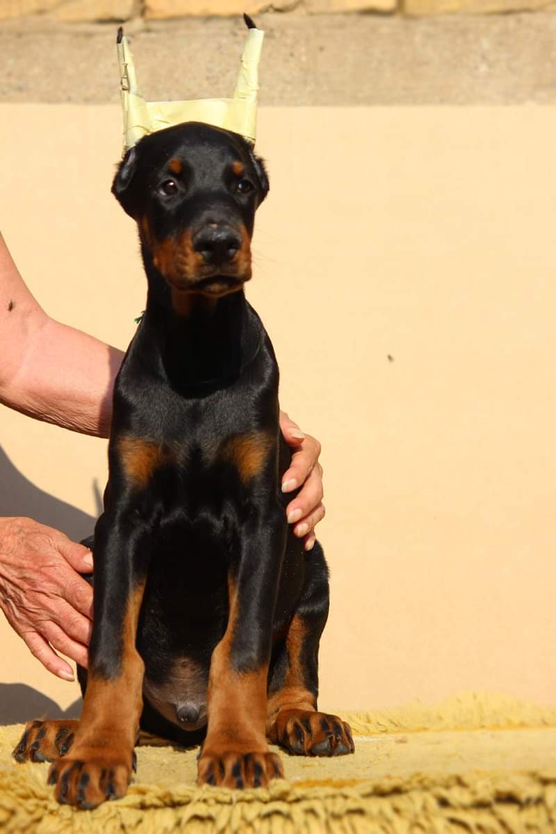 Dobermanns à vendre Vente de dobermanns